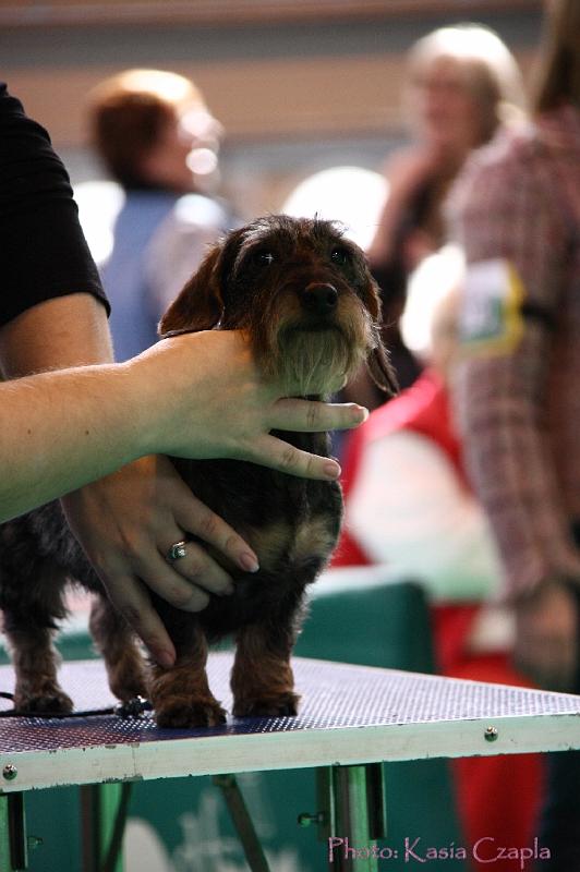 Crufts2011_2 1012.jpg